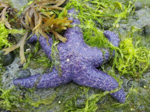 picture of one starfish